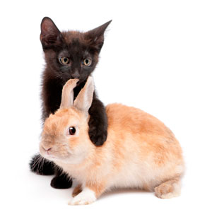 cat-and-rabbit