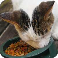 Dry foods are usually most economical and have the advantage of providing a rough surface that will help reduce plaque and tartar buildup on your kitten's teeth.