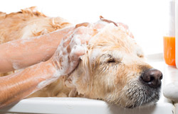 dog-bathing